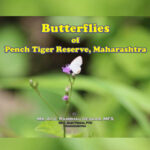 Butterflies of Pench Tiger Reserve, Maharashtra