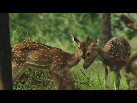 Pench Tiger Reserve