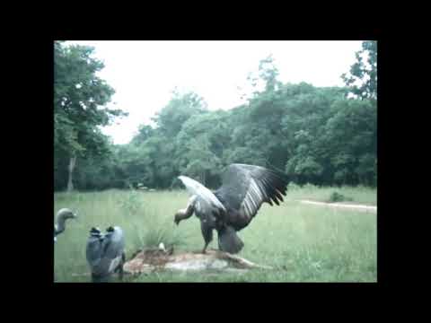 Safe Home For Vultures - Pench Tiger Reserve