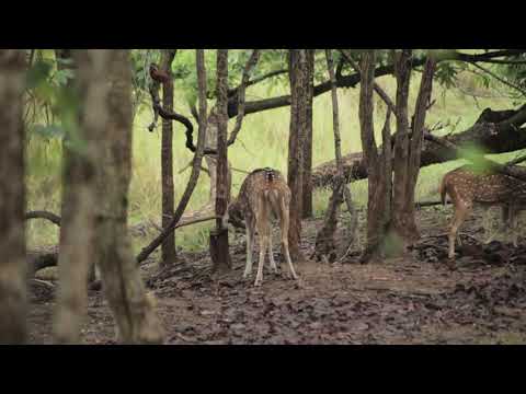 Glimpse of Biodiversity in Pench Tiger Reserveing Exhibition at Kolitmara | Pench 