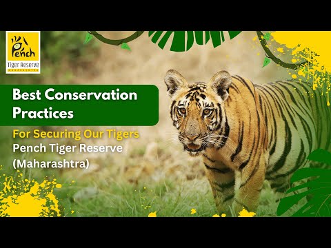 Best Conservation Practices For Securing Our Tigers | Pench Tiger Reserve (Maharashtra)