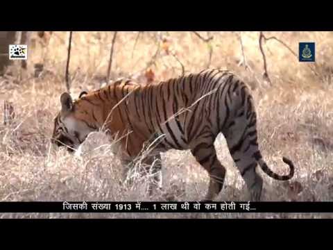 Bagh or Main - Documentary by Pench Tiger Reserve