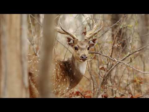 Wildlife in Pench Tiger Reserve Maharashtra