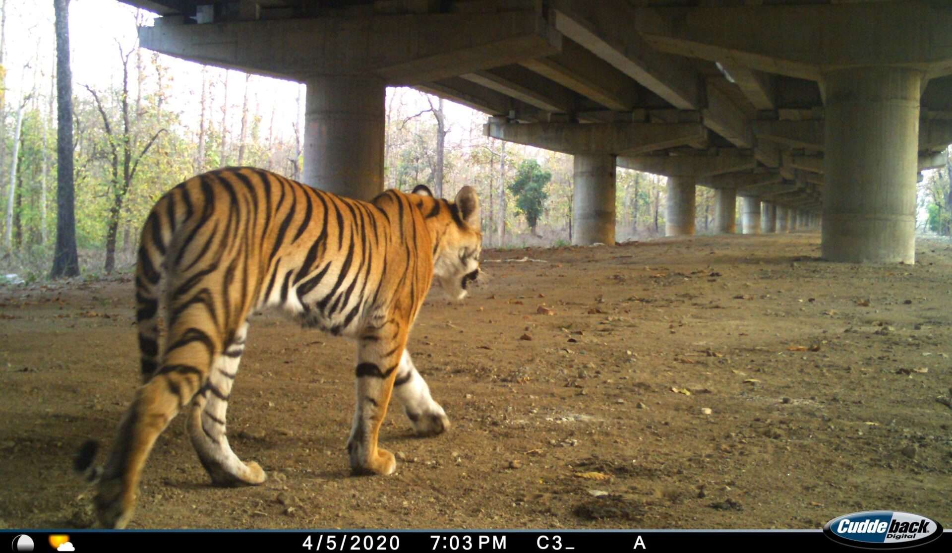 Innovative Work – Pench Tiger Reserve